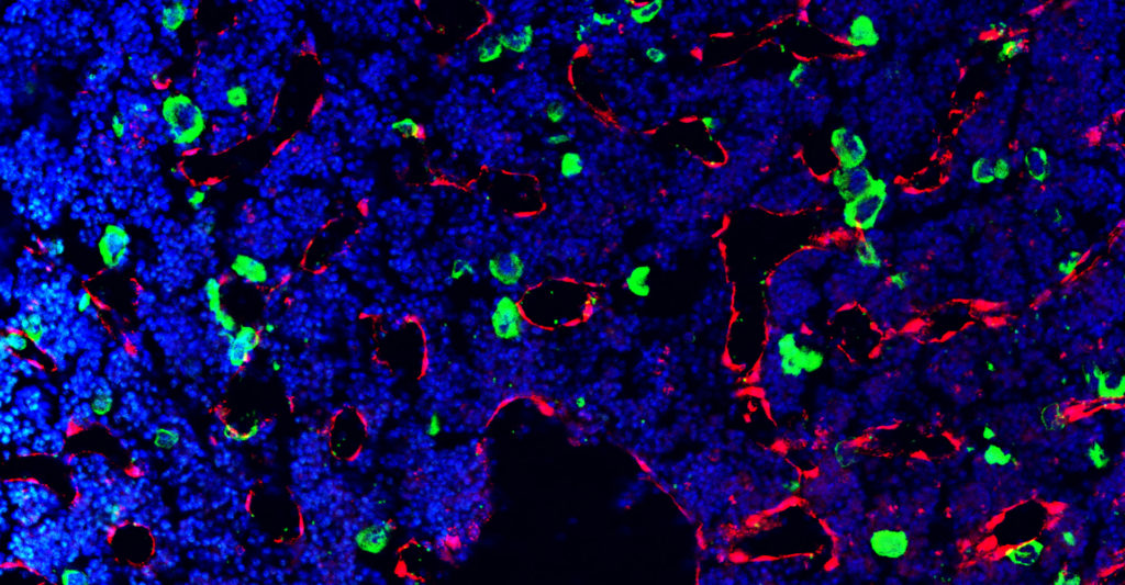 Bender Lab - The Würzburg Platelet Group